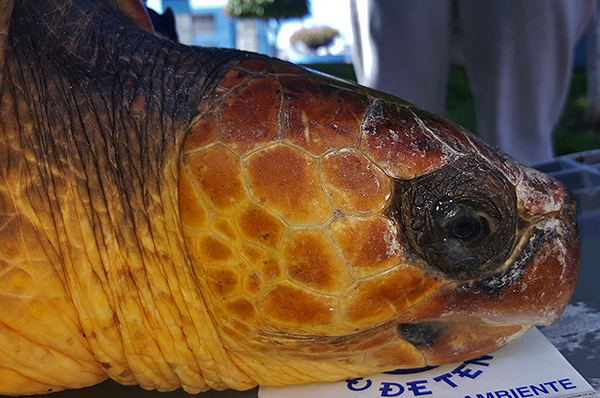 LIBERACIÓN TORTUGAS 22 JUNIO