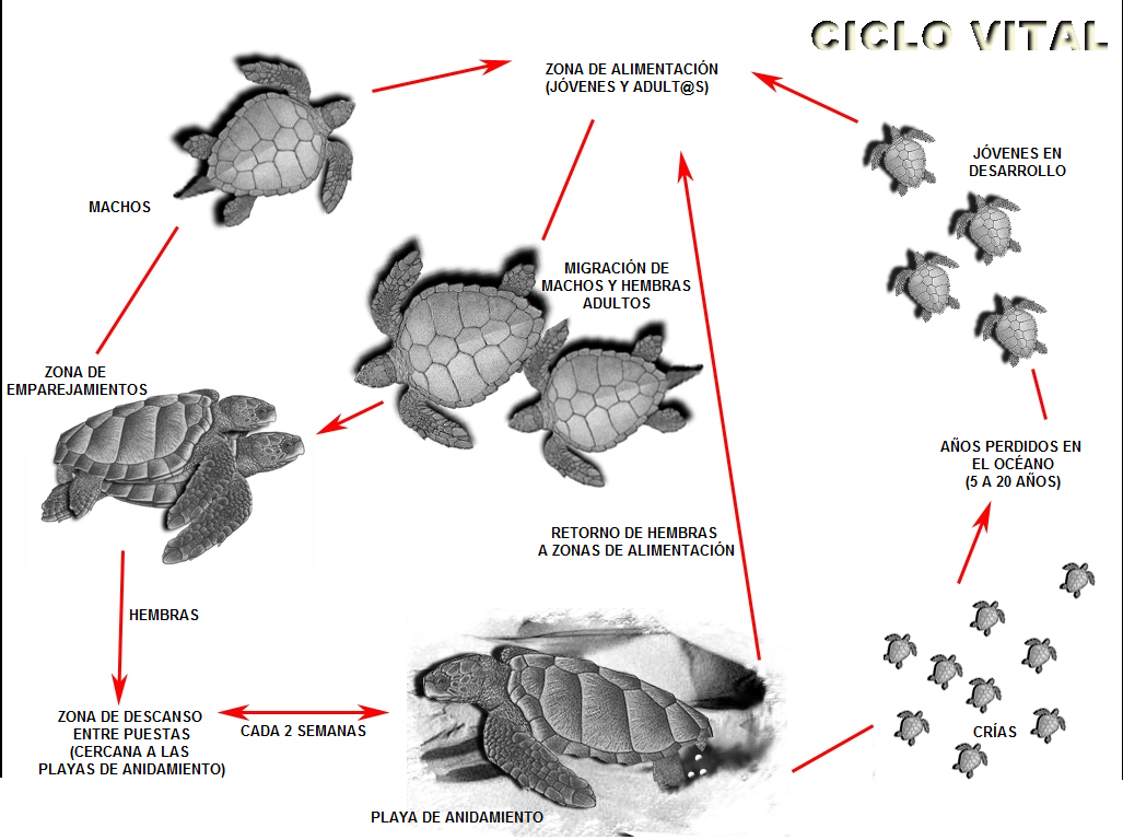 Ciclovital